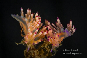 Pair of Flabelina nudis laying eggs-Anilao,Phillippines. by Richard Goluch 